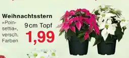 Wiglo Wunderland Weihnachtsstern Angebot