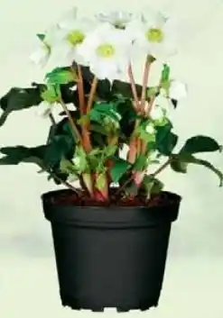 Wiglo Wunderland Christrose Angebot