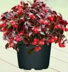 Wiglo Wunderland Scheinbeere Angebot