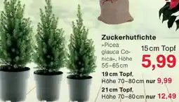 Wiglo Wunderland Zuckerhutfichte Angebot