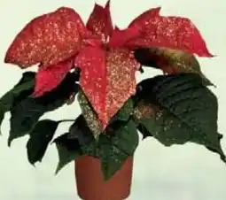 Wiglo Wunderland Weihnachtsstern Angebot