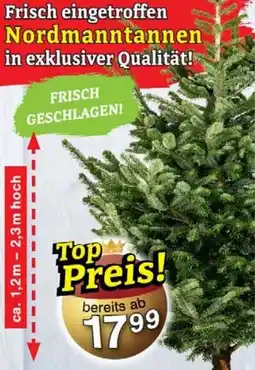 Wiglo Wunderland Nordmanntannen Angebot