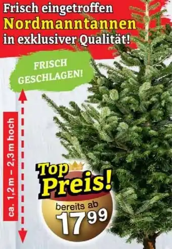 Wiglo Wunderland Nordmanntannen Angebot