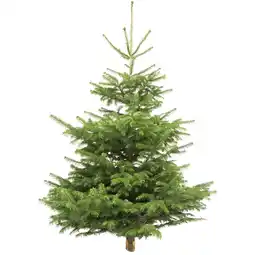 toom Baumarkt toom Weihnachtsbaum Nordmanntanne gesägt 130-150 cm Angebot