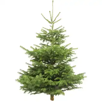 toom Baumarkt toom Weihnachtsbaum Nordmanntanne gesägt 130-150 cm Angebot