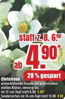 B1 Discount Baumarkt Christrose Angebot