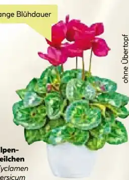 BayWa Alpenveilchen Cyclamen Persicum Angebot