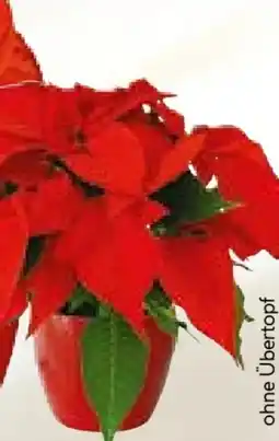 BayWa Weihnachtssterne Angebot