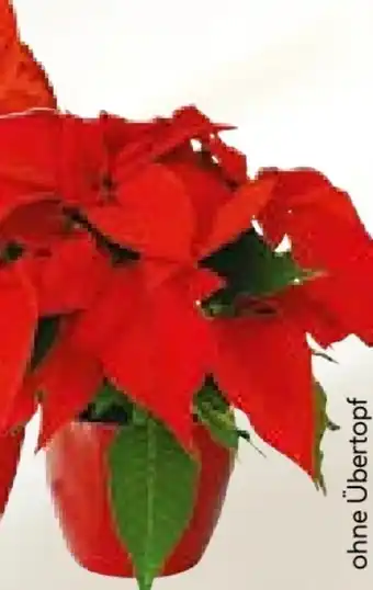 BayWa Weihnachtssterne Angebot