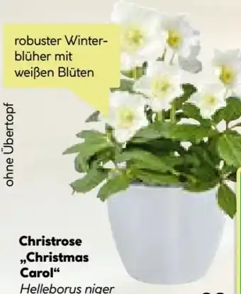 BayWa Plantiflor Christrose Christmas Carol Angebot