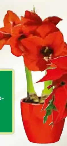 BayWa Plantiflor Amaryllis Angebot