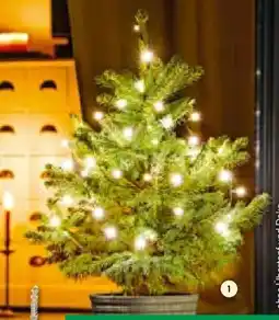 BayWa Weihnachts Nordmanntannen Angebot