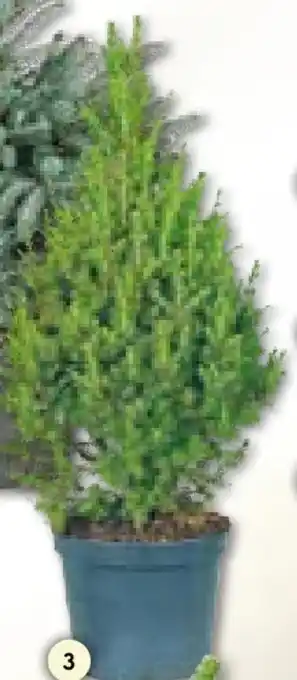 BayWa Zuckerhutfichte Angebot