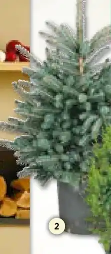 BayWa Weihnachts Blaufichte Angebot