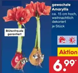 Netto Marken-Discount Gewachste Amaryllis Angebot