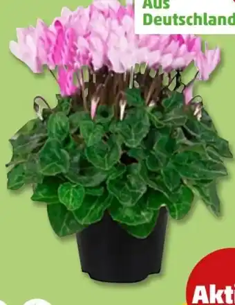 PENNY Alpenveilchen Angebot