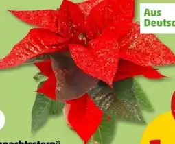 PENNY Mini-Weihnachtssterne Angebot