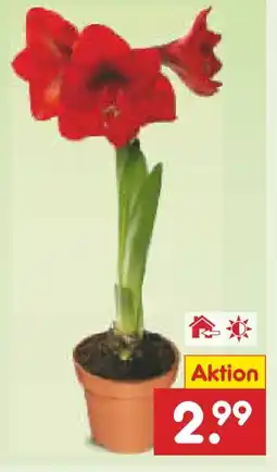 Netto Marken-Discount Amaryllis Angebot