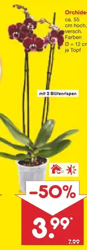 Netto Marken-Discount Orchideen Angebot