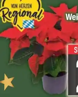 E-Center Weihnachtssterne Angebot