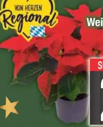 E-Center Weihnachtssterne Angebot