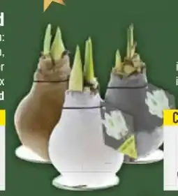 E-Center Amaryllis Wachs Angebot