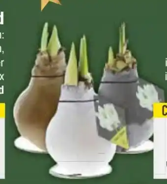 E-Center Amaryllis Wachs Angebot