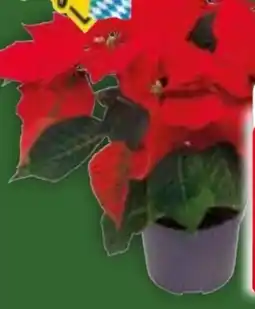 Edeka Weihnachtsstern Angebot