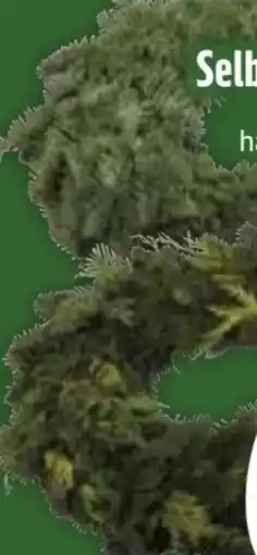 Edeka Adventskranz Angebot