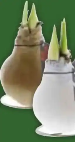 Edeka Amaryllis in Wachs Angebot