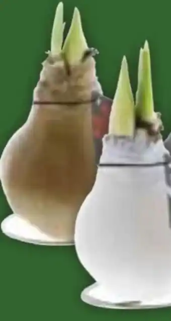 Edeka Amaryllis in Wachs Angebot