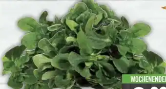 E-Center Feldsalat Angebot