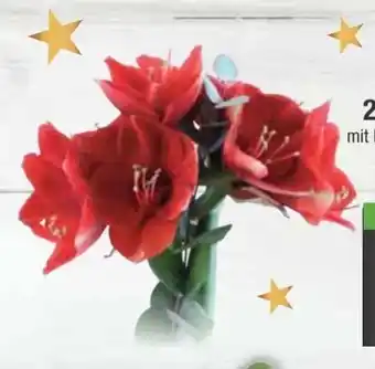 E-Center Amaryllis Angebot