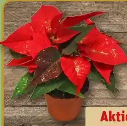 REWE Mini-Weihnachtssterne Angebot