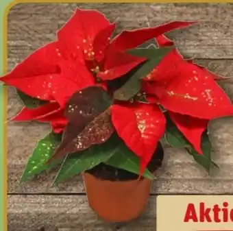 REWE Mini-Weihnachtssterne Angebot