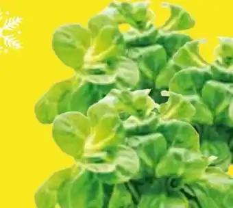 Edeka Feldsalat Angebot