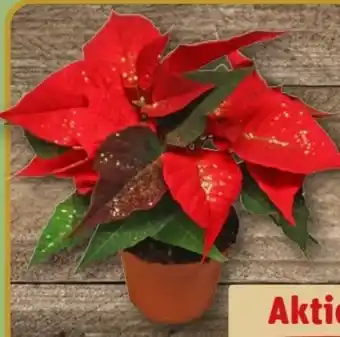 REWE Center Mini-Weihnachtssterne Angebot