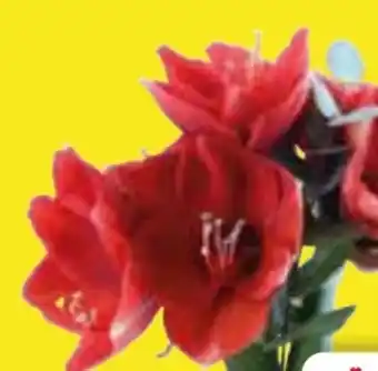 Edeka Amaryllis Angebot
