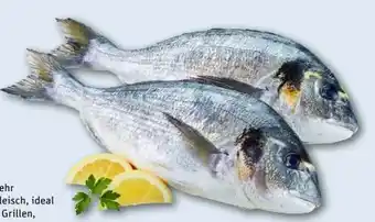 REWE Center Dorade Royale Angebot