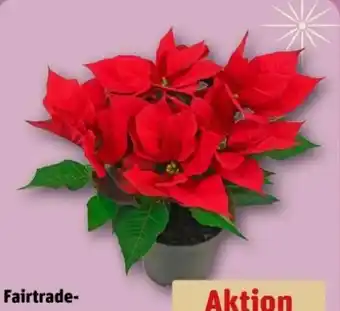 REWE Center Fairtrade-Weihnachtssterne Angebot