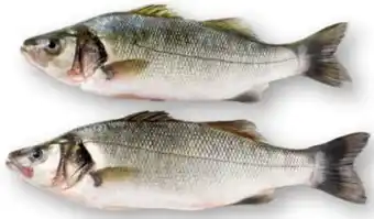 Scheck-in-Center Frischer Wolfsbarsch Angebot