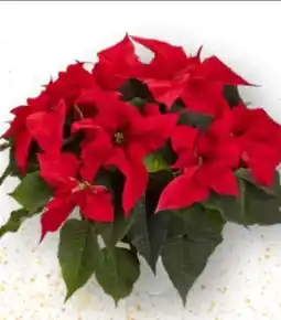 Edeka Weihnachtssterne Angebot