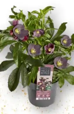 Edeka Christrosen Busch Angebot