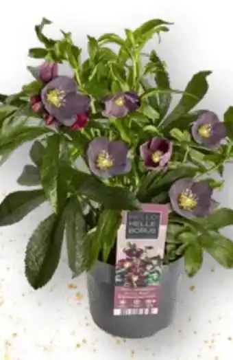 Edeka Christrosen Busch Angebot