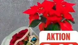 Edeka Frischemarkt Rosen Angebot