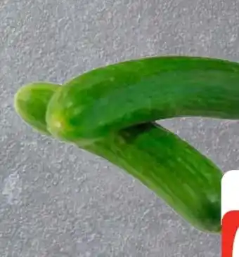 Edeka Mini Gurke Angebot