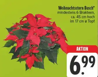 Edeka Weihnachtsstern busch Angebot