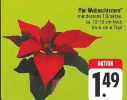 Edeka Mini weihnachtsstern Angebot