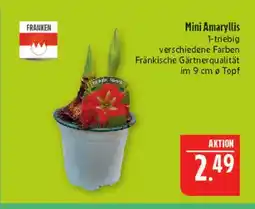 Marktkauf Franken mini amaryllis Angebot
