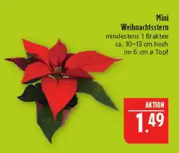 Marktkauf Mini weihnachtsstern Angebot